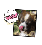 しらすとマル（個別スタンプ：6）