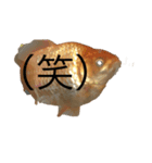 金魚の大冒険（個別スタンプ：5）
