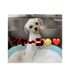 4本足の仲間たち❸（個別スタンプ：6）