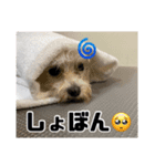 4本足の仲間たち❸（個別スタンプ：8）