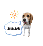 ビーグルぐるぐるスタンプ（個別スタンプ：4）