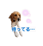 ビーグルぐるぐるスタンプ（個別スタンプ：7）