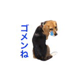 ビーグルぐるぐるスタンプ（個別スタンプ：9）