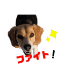 ビーグルぐるぐるスタンプ（個別スタンプ：20）