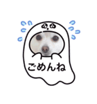 ポメラニアン-ライス（個別スタンプ：8）