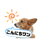 コーギースタンプ第2弾☆（個別スタンプ：2）