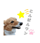 コーギースタンプ第2弾☆（個別スタンプ：3）