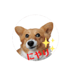 コーギースタンプ第2弾☆（個別スタンプ：5）