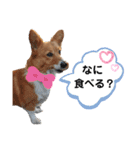 コーギースタンプ第2弾☆（個別スタンプ：8）