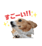 コーギースタンプ第2弾☆（個別スタンプ：11）