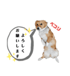 コーギースタンプ第2弾☆（個別スタンプ：24）