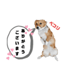 コーギースタンプ第2弾☆（個別スタンプ：25）