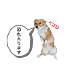 コーギースタンプ第2弾☆（個別スタンプ：26）
