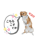 コーギースタンプ第2弾☆（個別スタンプ：27）