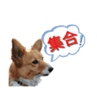 コーギースタンプ第2弾☆（個別スタンプ：31）