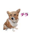 コーギースタンプ第2弾☆（個別スタンプ：36）