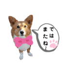 コーギースタンプ第2弾☆（個別スタンプ：38）