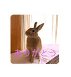 むぎちゃん！！！！2（個別スタンプ：3）
