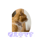 にゃんこはおじいちゃん ちょこびは一歳（個別スタンプ：2）