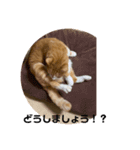 にゃんこはおじいちゃん ちょこびは一歳（個別スタンプ：4）