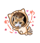 にゃんこはおじいちゃん ちょこびは一歳（個別スタンプ：5）