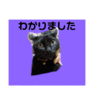 にゃんこはおじいちゃん ちょこびは一歳（個別スタンプ：8）
