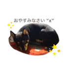豆柴の杏子Vol.2（個別スタンプ：8）