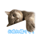うちの子すたんぷです   みいにゃちゃちゃ（個別スタンプ：4）
