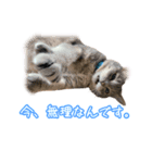 うちの子すたんぷです   みいにゃちゃちゃ（個別スタンプ：7）