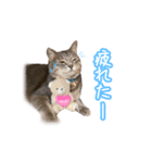 うちの子すたんぷです   みいにゃちゃちゃ（個別スタンプ：8）