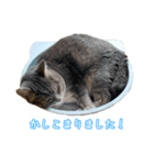 うちの子すたんぷです   みいにゃちゃちゃ（個別スタンプ：11）