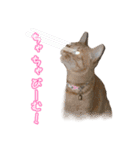 うちの子すたんぷです   みいにゃちゃちゃ（個別スタンプ：15）