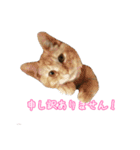 うちの子すたんぷです   みいにゃちゃちゃ（個別スタンプ：16）