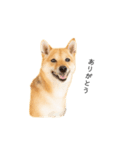 柴犬、つーちゃんスタンプ❷（個別スタンプ：1）