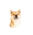柴犬、つーちゃんスタンプ❷（個別スタンプ：2）