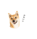 柴犬、つーちゃんスタンプ❷（個別スタンプ：3）