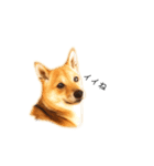 柴犬、つーちゃんスタンプ❷（個別スタンプ：6）