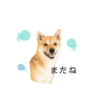 柴犬、つーちゃんスタンプ❷（個別スタンプ：7）