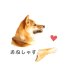 柴犬、つーちゃんスタンプ❷（個別スタンプ：8）