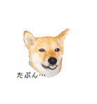柴犬、つーちゃんスタンプ❷（個別スタンプ：9）