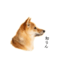 柴犬、つーちゃんスタンプ❷（個別スタンプ：10）