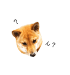 柴犬、つーちゃんスタンプ❷（個別スタンプ：14）