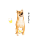 柴犬、つーちゃんスタンプ❷（個別スタンプ：17）