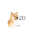 柴犬、つーちゃんスタンプ❷（個別スタンプ：19）