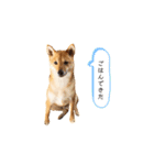 柴犬、つーちゃんスタンプ❷（個別スタンプ：20）