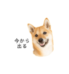 柴犬、つーちゃんスタンプ❷（個別スタンプ：21）