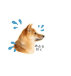 柴犬、つーちゃんスタンプ❷（個別スタンプ：22）