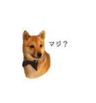 柴犬、つーちゃんスタンプ❷（個別スタンプ：26）