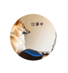 柴犬、つーちゃんスタンプ❷（個別スタンプ：27）