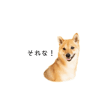 柴犬、つーちゃんスタンプ❷（個別スタンプ：29）